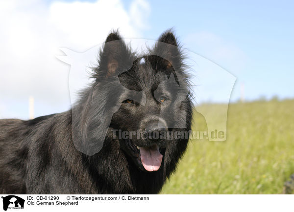 Old German Shepherd / CD-01290