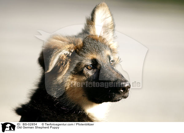 Old German Shepherd Puppy / BS-02854