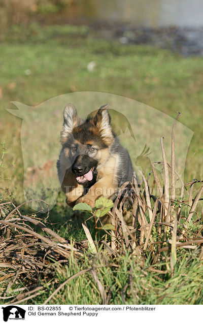 Old German Shepherd Puppy / BS-02855