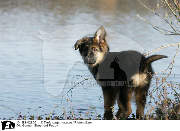 Old German Shepherd Puppy / BS-02856