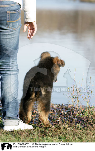 Old German Shepherd Puppy / BS-02857