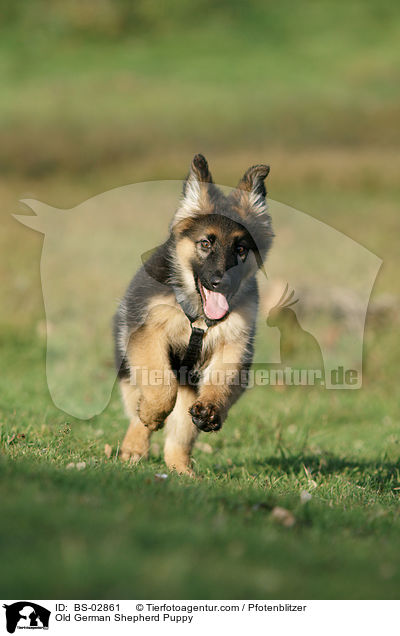 Old German Shepherd Puppy / BS-02861