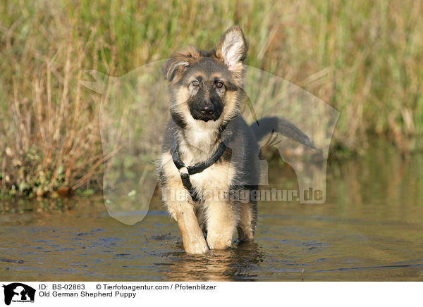 Old German Shepherd Puppy / BS-02863