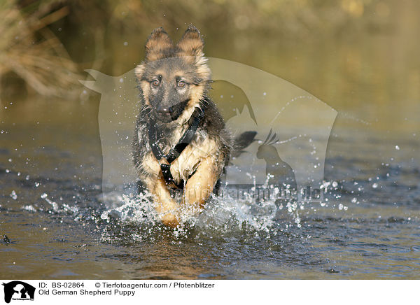 Old German Shepherd Puppy / BS-02864