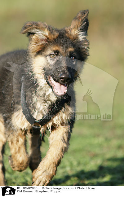 Old German Shepherd Puppy / BS-02865