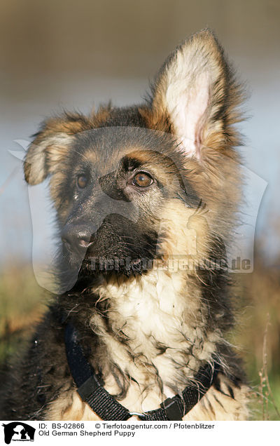Old German Shepherd Puppy / BS-02866