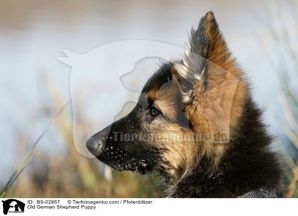 Old German Shepherd Puppy / BS-02867