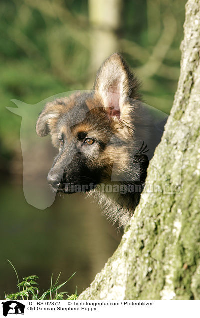 Old German Shepherd Puppy / BS-02872