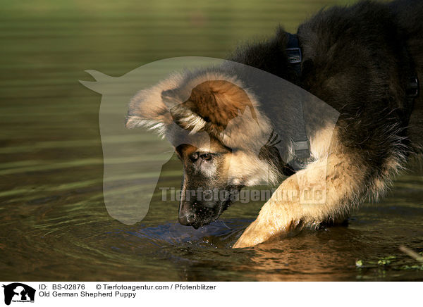 Old German Shepherd Puppy / BS-02876
