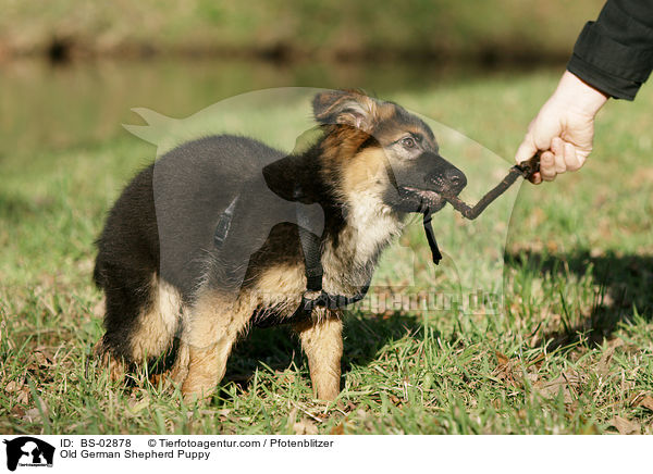 Old German Shepherd Puppy / BS-02878