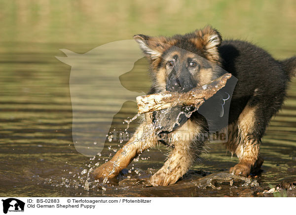 Old German Shepherd Puppy / BS-02883