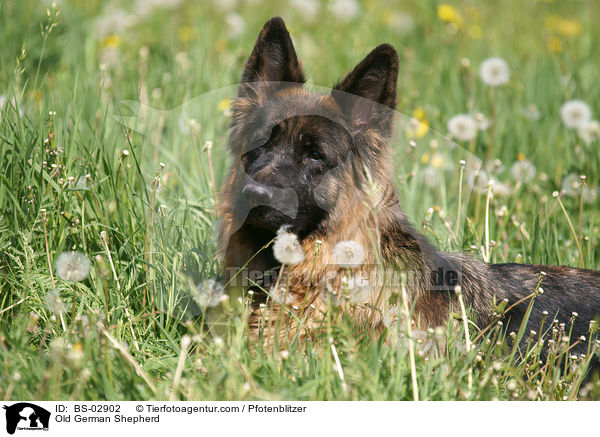 Old German Shepherd / BS-02902