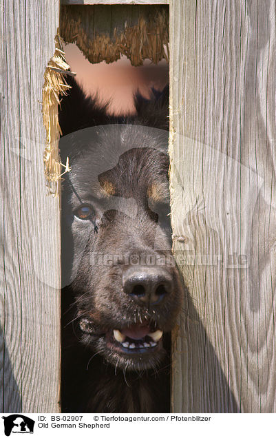 Altdeutscher Schferhund / Old German Shepherd / BS-02907