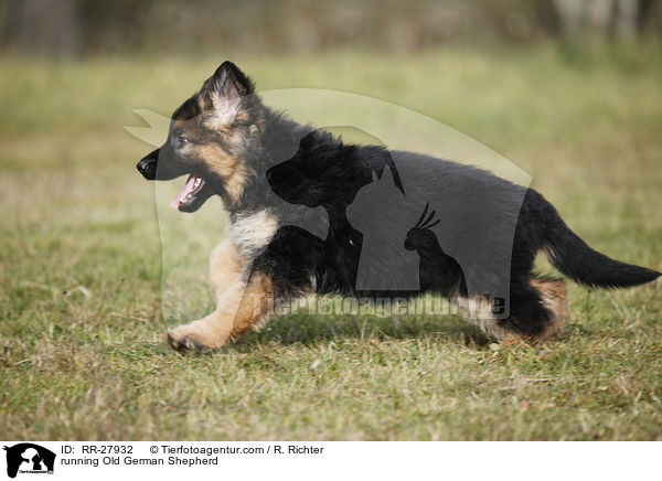 running Old German Shepherd / RR-27932