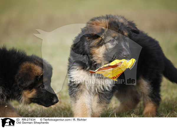 Old German Shepherds / RR-27934