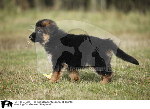 standing Old German Shepherd / RR-27937