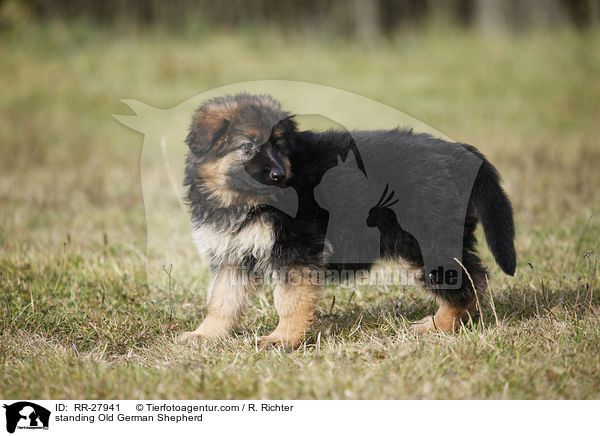 standing Old German Shepherd / RR-27941
