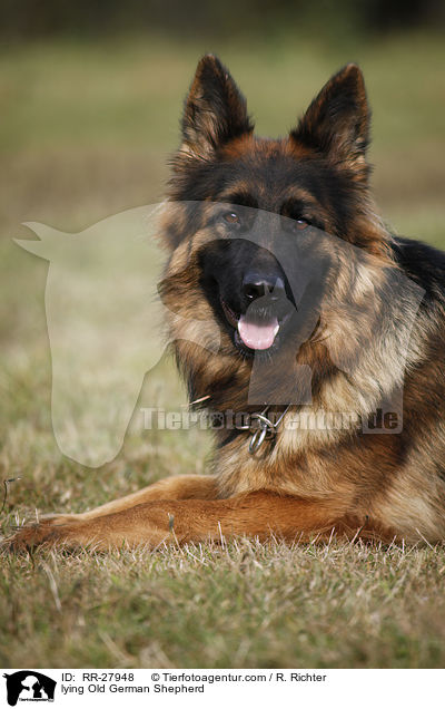 lying Old German Shepherd / RR-27948