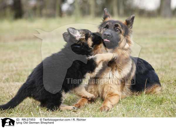 lying Old German Shepherd / RR-27953