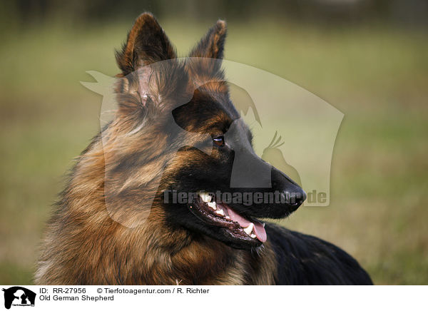 Old German Shepherd / RR-27956
