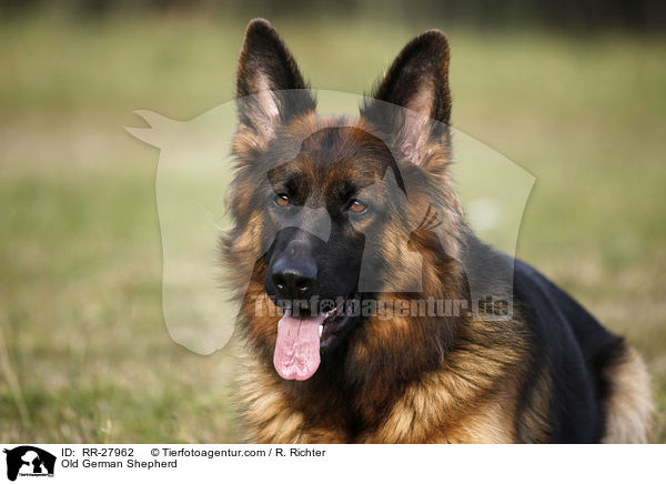 Old German Shepherd / RR-27962