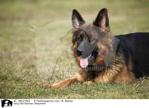 lying Old German Shepherd / RR-27963