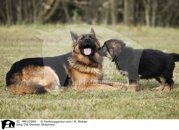 lying Old German Shepherd / RR-27968