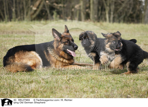 lying Old German Shepherd / RR-27969