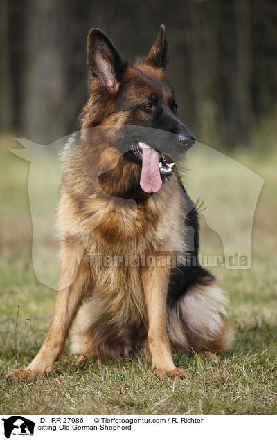 sitting Old German Shepherd / RR-27986