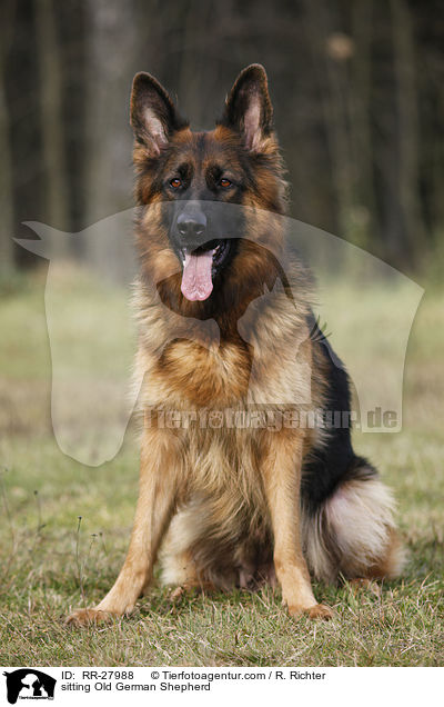 sitting Old German Shepherd / RR-27988