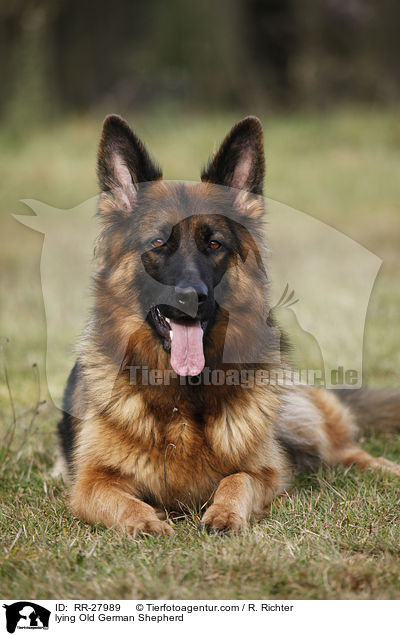 lying Old German Shepherd / RR-27989