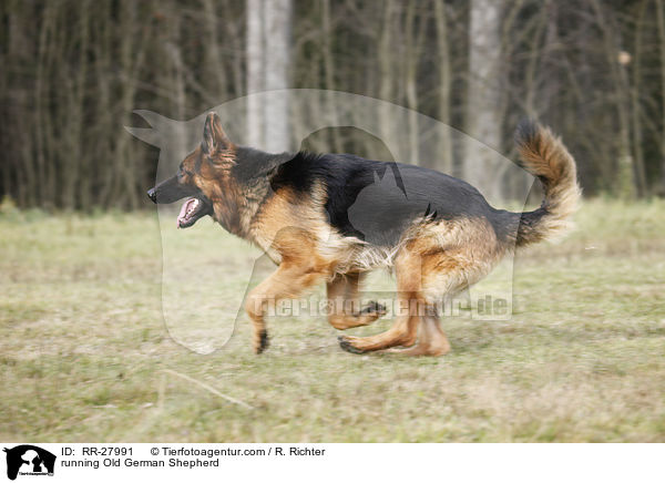 running Old German Shepherd / RR-27991