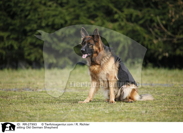 sitting Old German Shepherd / RR-27993