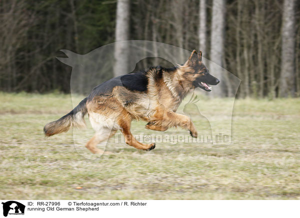 running Old German Shepherd / RR-27996