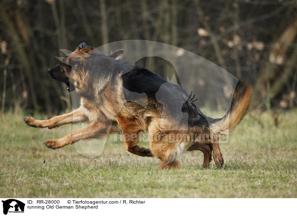 running Old German Shepherd / RR-28000