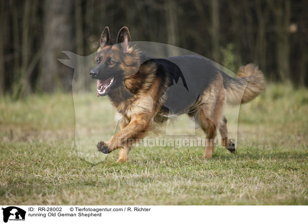 running Old German Shepherd / RR-28002