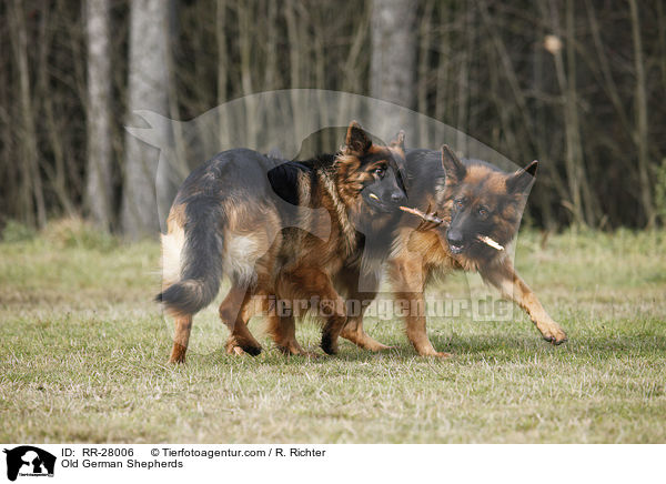 Old German Shepherds / RR-28006