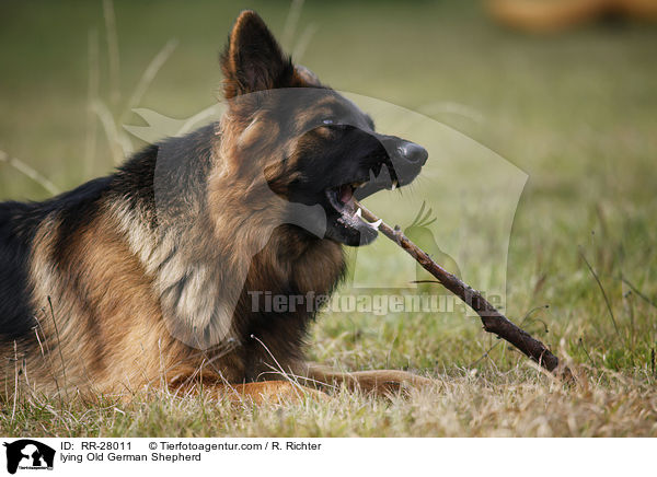 lying Old German Shepherd / RR-28011