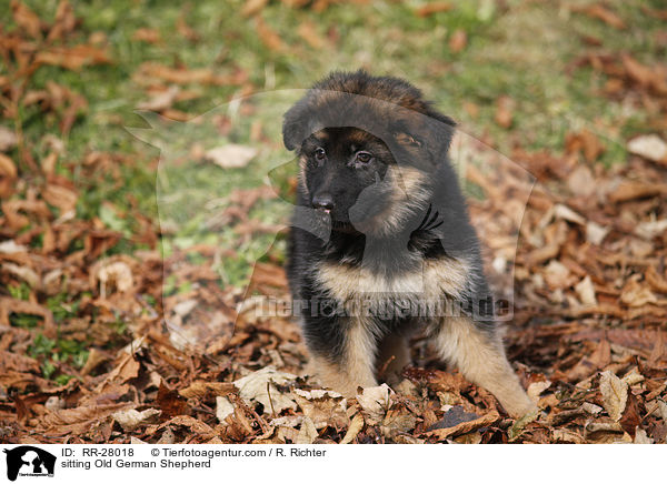 sitting Old German Shepherd / RR-28018