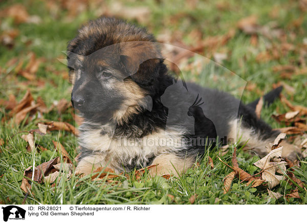 lying Old German Shepherd / RR-28021