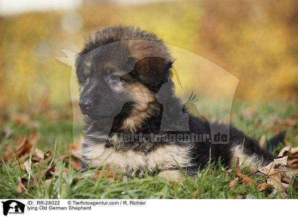 lying Old German Shepherd / RR-28022