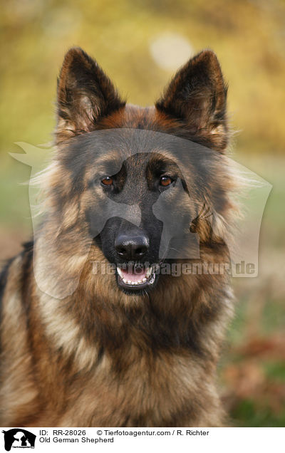 Old German Shepherd / RR-28026