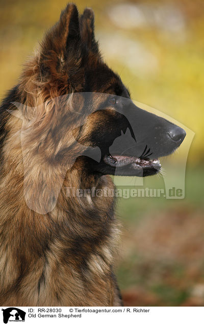 Old German Shepherd / RR-28030