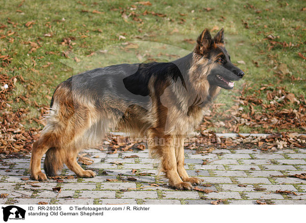 standing Old German Shepherd / RR-28035