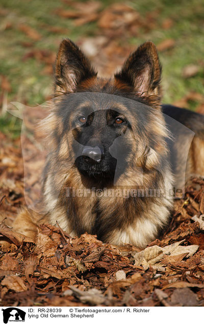 lying Old German Shepherd / RR-28039