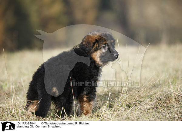 standing Old German Shepherd / RR-28041