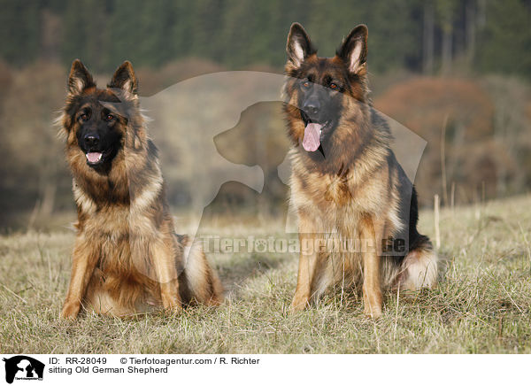 sitting Old German Shepherd / RR-28049