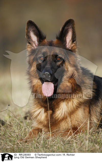 lying Old German Shepherd / RR-28060