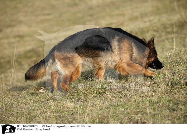 Old German Shepherd / RR-28073