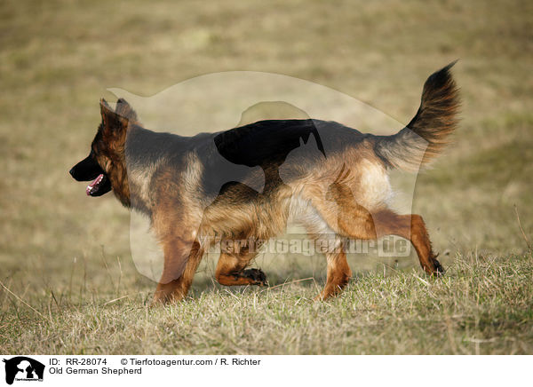 Old German Shepherd / RR-28074